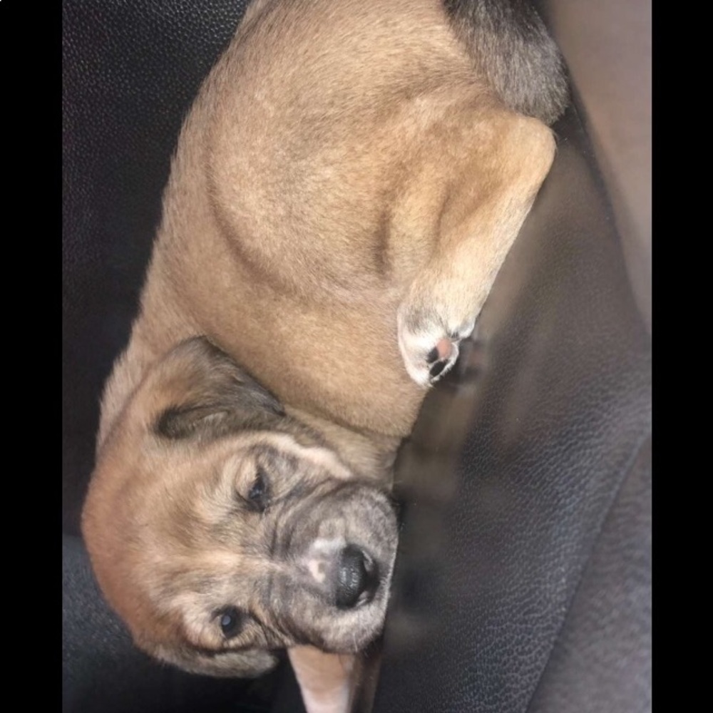 Meet your Posher, Nacarol